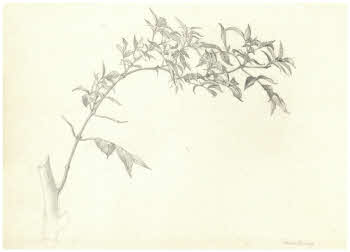 Visualizza l'immagine "FD D 2757"